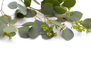 Beyaz arka planda okaliptüs yaprakları. Yeşil yaprak dalları.