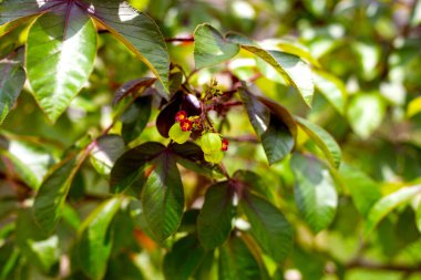 Karnı ağrıyan çalı bitkisi