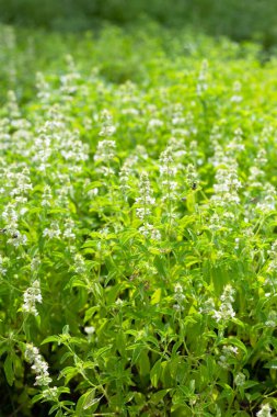 Limon fesleğeni, fesleğen, kıllı fesleğen