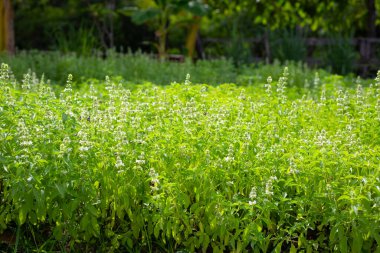 Limon fesleğeni, fesleğen, kıllı fesleğen