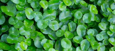 Centella asiatica (gotu kola). Taze yeşil yapraklı bitki arka planı.