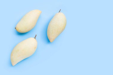 Tropik meyve, mavi arkaplanda mango..