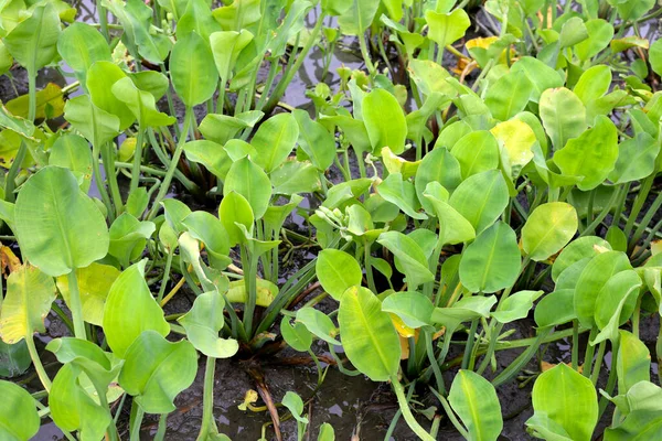 Limnocharis Flava Plant Veldgroenten — Stockfoto