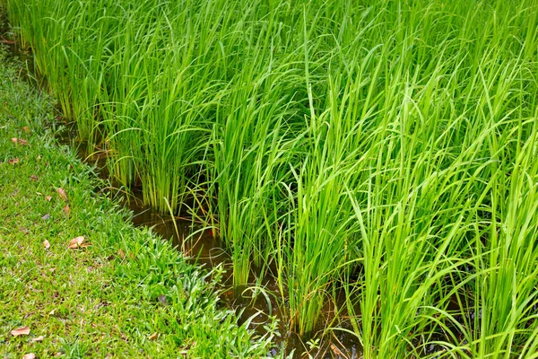 Рисовый Завод Рисовом Поле — стоковое фото