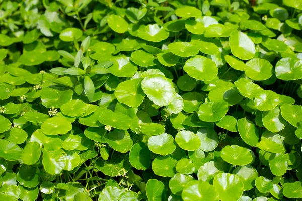 Centella asiatica (gotu kola). Bitkisel ilaç fabrikası