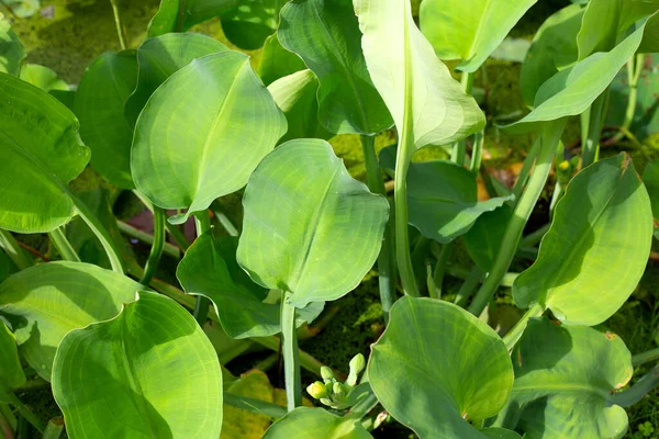 Limnocharis Flava Växtfält Grönsaker — Stockfoto