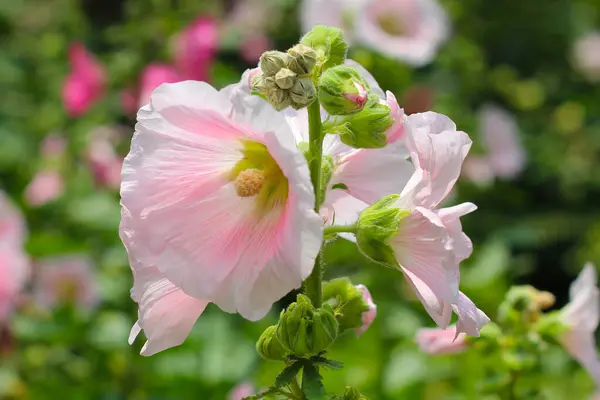 Belle Fleur Rose Hollyhock Dans Jardin — Photo