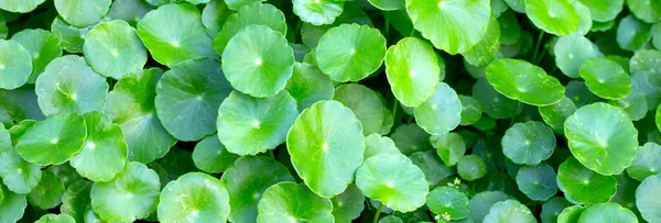 Centella Asiatica Gotu Kola Fresh Green Leaves Herb Background — Stock Photo, Image