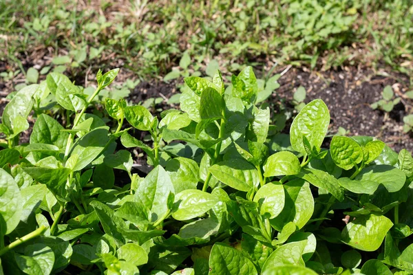 Ceylon Spinach Basella Rubra Linn — Foto Stock