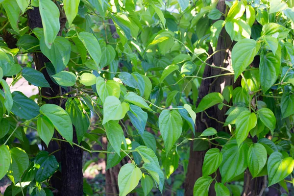 Зеленые Листья Бетеля Саду — стоковое фото