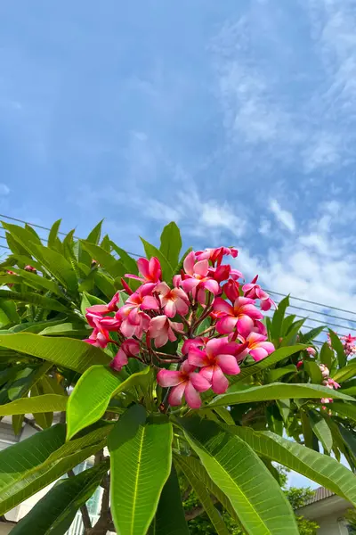 Слюсарія Або Квітка Франгіпані Тропічне Дерево — стокове фото