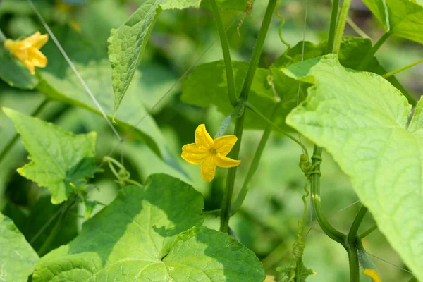 Young Green Cucumbers Vegetables Flower — Stock Photo, Image