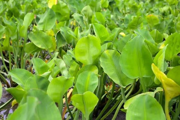 リムノカリスフラバ植物野菜 — ストック写真