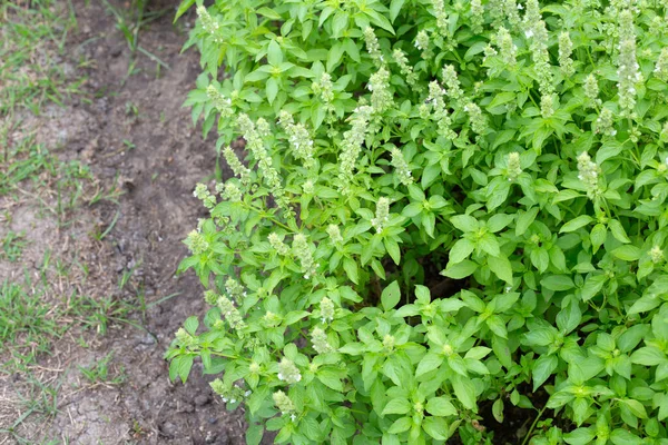 Limon fesleğeni, fesleğen, kıllı fesleğen