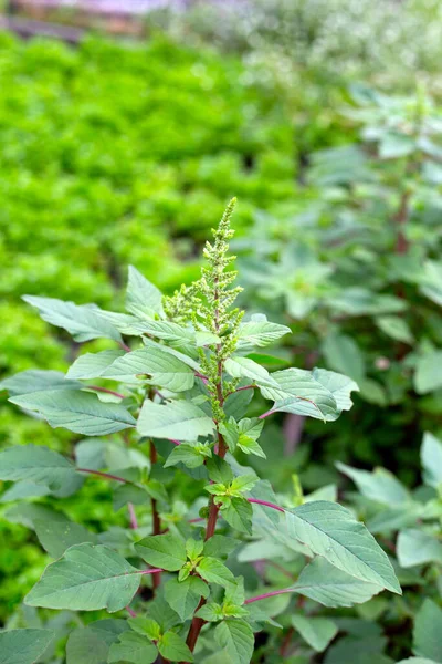 Green Amaranth Plant Garden — Stock Photo, Image