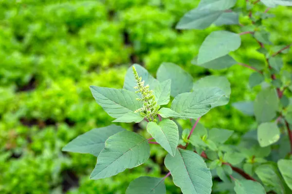 Zelená Amaranth Rostlina Zahradě — Stock fotografie