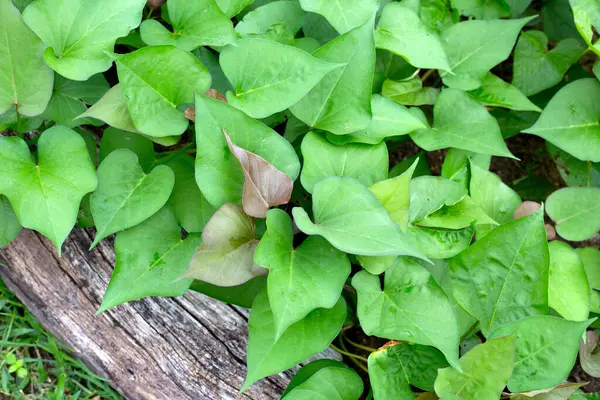Green Leaves Sweet Potato Plant — Foto de Stock