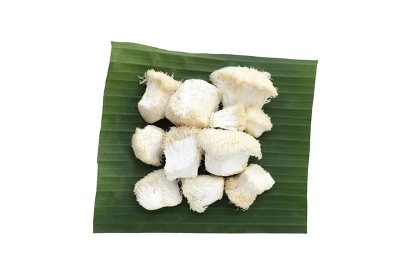 Verse Leeuwenmanen Paddestoel Witte Achtergrond Yamabushitake Mushroom — Stockfoto