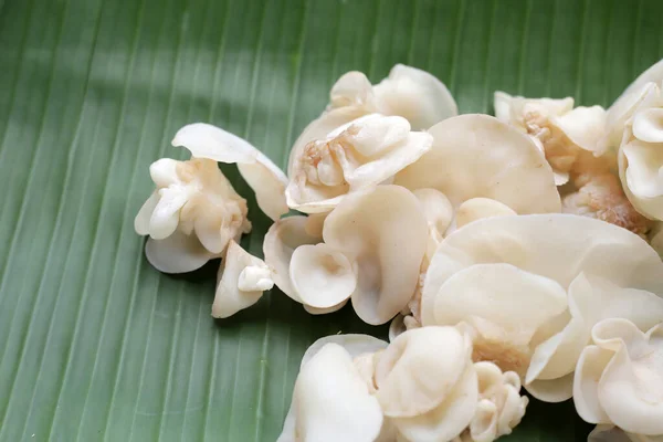 stock image White jelly mushroom or white ear mushroom