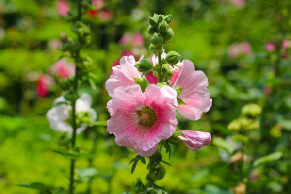 Gyönyörű Rózsaszín Hollyhock Virág Kertben — Stock Fotó