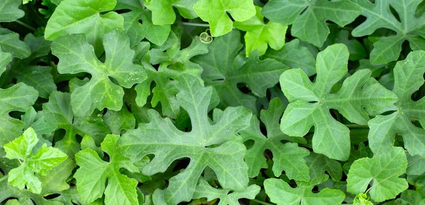 Lvy Kabağı Taze Yeşil Yapraklar — Stok fotoğraf