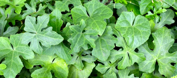 リヴィー ガーデン 新鮮な緑の葉 — ストック写真
