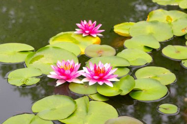 Güzel bir nilüfer. Lotus göleti