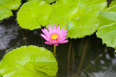 Güzel sulu zambak ya da yeşil yapraklı nilüfer çiçeği