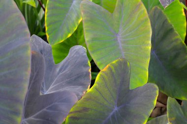 Siyah Fil. Kulak Bitkisi, Fil Kulak Kara Büyü