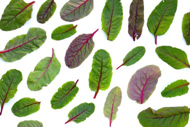 Beyaz arka planda İsviçre pazısı. Bebek yaprağı İsviçre pazarı