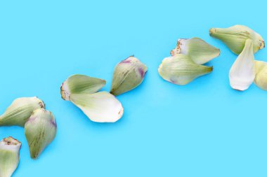 Mavi arka planda taze enginar yaprakları