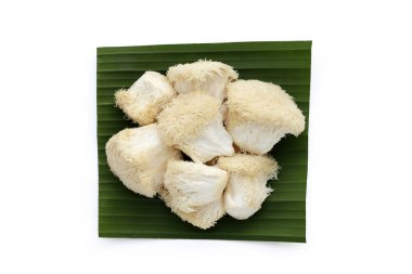 Beyaz arka planda taze aslan yelesi mantarı. (Yamabushitake Mantarı)