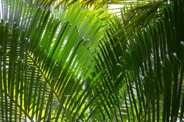 Hindistan cevizi ağacının yeşil yaprakları