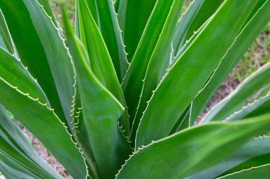 Bahçedeki Agave bitkisi. Furcraea fetida (L.)