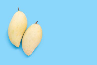 Tropik meyve, mavi arkaplanda mango..