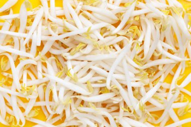 Sarı arka planda fasulye filizleri