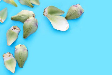 Mavi arka planda taze enginar yaprakları