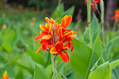 Bahçede turuncu bir çiçek.