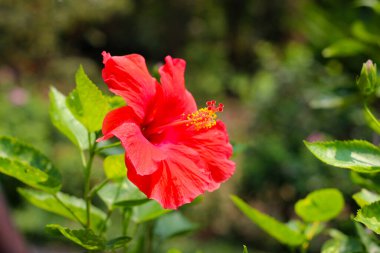 Bahçedeki kırmızı amber çiçeği