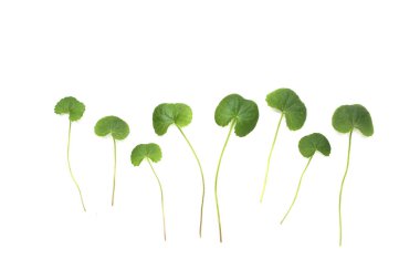 Beyaz arkaplanda yeni gotik kola yaprakları.