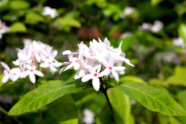 Kopsia meyveli pembe çiçek bahçede.