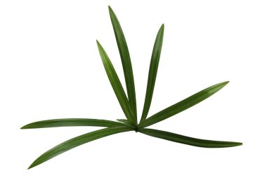 taze pandan beyaz zemin üzerine bırakır..