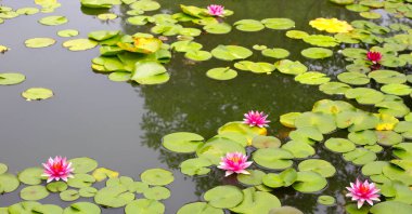 Güzel bir nilüfer. Lotus göleti