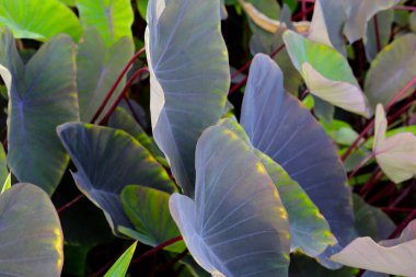 Siyah Fil. Kulak Bitkisi, Fil Kulak Kara Büyü