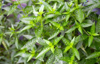 Andrographis bahçede paniklemiş.