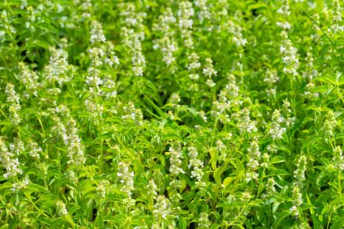 Limon fesleğeni, fesleğen, kıllı fesleğen