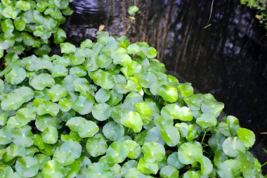 Gotu kola, Asya pennywort, Hint pennywort. Göletteki su bitkisi