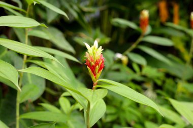 Hintli kızıl, Costus Specosus