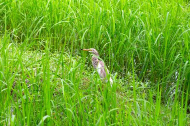 Pirinç tarlasında Çin havuzu balıkçıl.