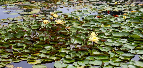 Güzel bir nilüfer. Lotus göleti